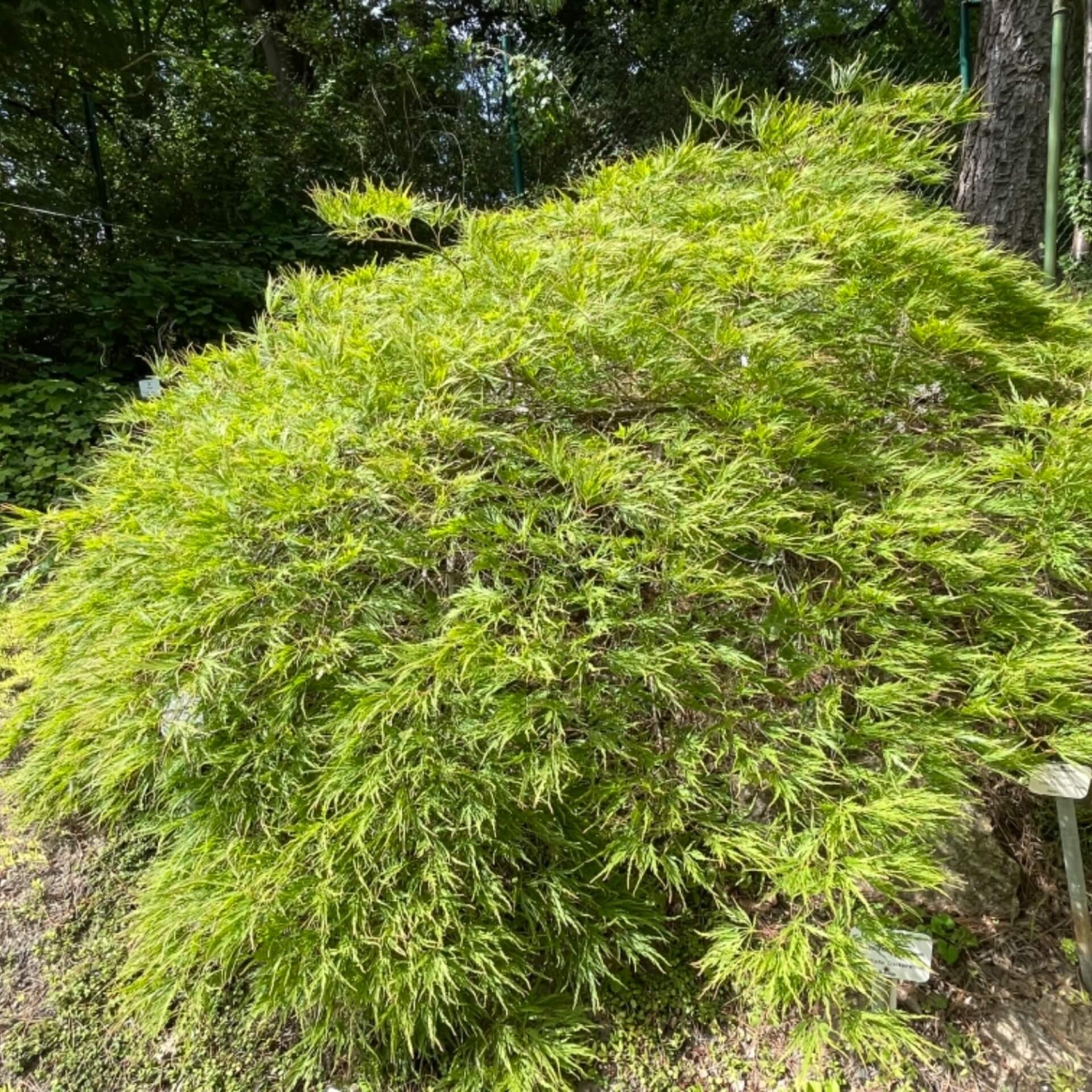 Schlitzblättriger Fächer-Ahorn (Acer palmatum 'Dissectum')