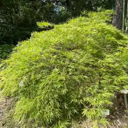 Foto von Schlitzblättriger Fächer-Ahorn (Acer palmatum 'Dissectum')
