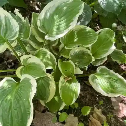 Foto von Lilien-Funkie 'Diana Remembered' (Hosta plantaginea 'Diana Remembered')