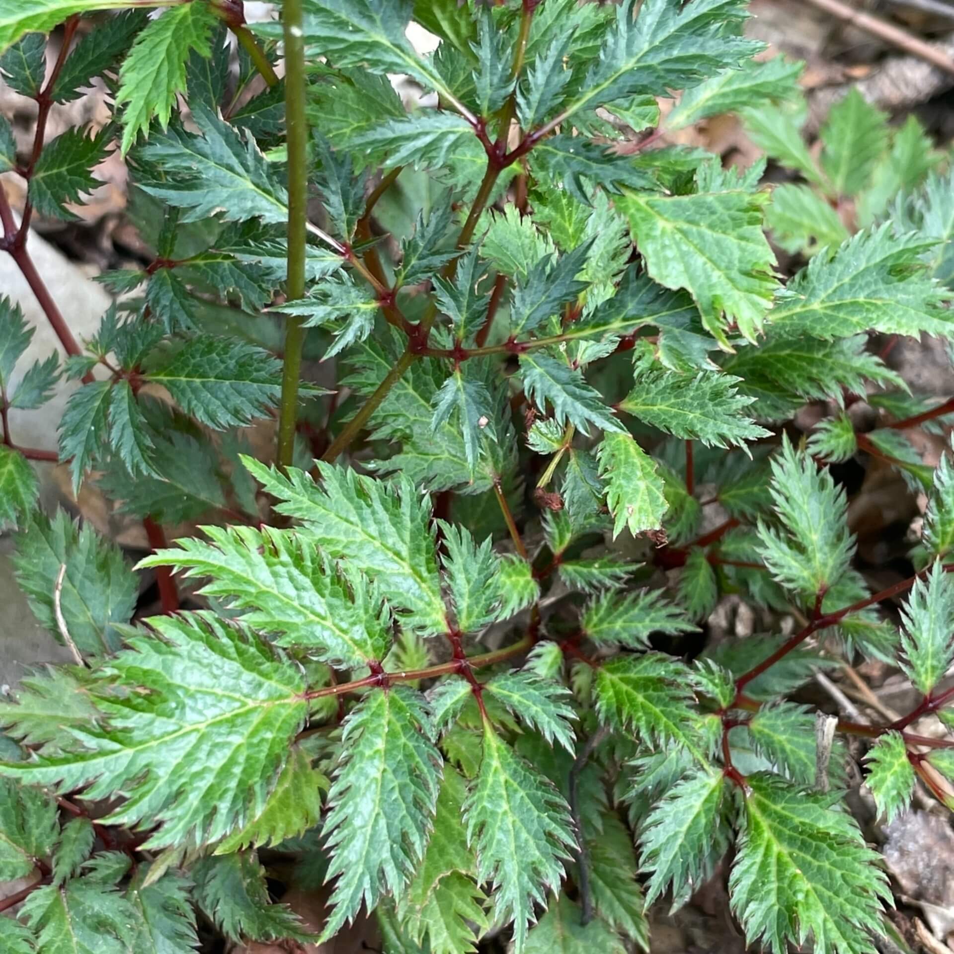 Krause Zwergspiere (Astilbe crispa ‘Liliput’)