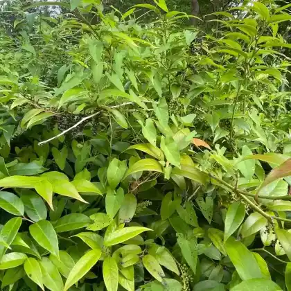 Foto von Traubenheide (Leucothoe catesbaei)