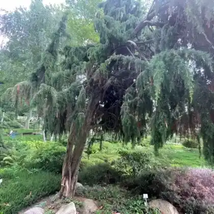 Foto von Igel-Wacholder (Juniperus rigida)