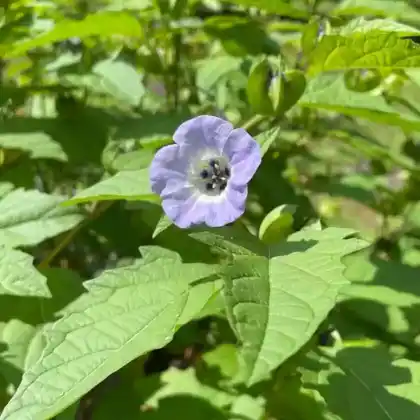 Foto von Giftbeere 'Violacea' (Nicandra physalodes 'Violacea')