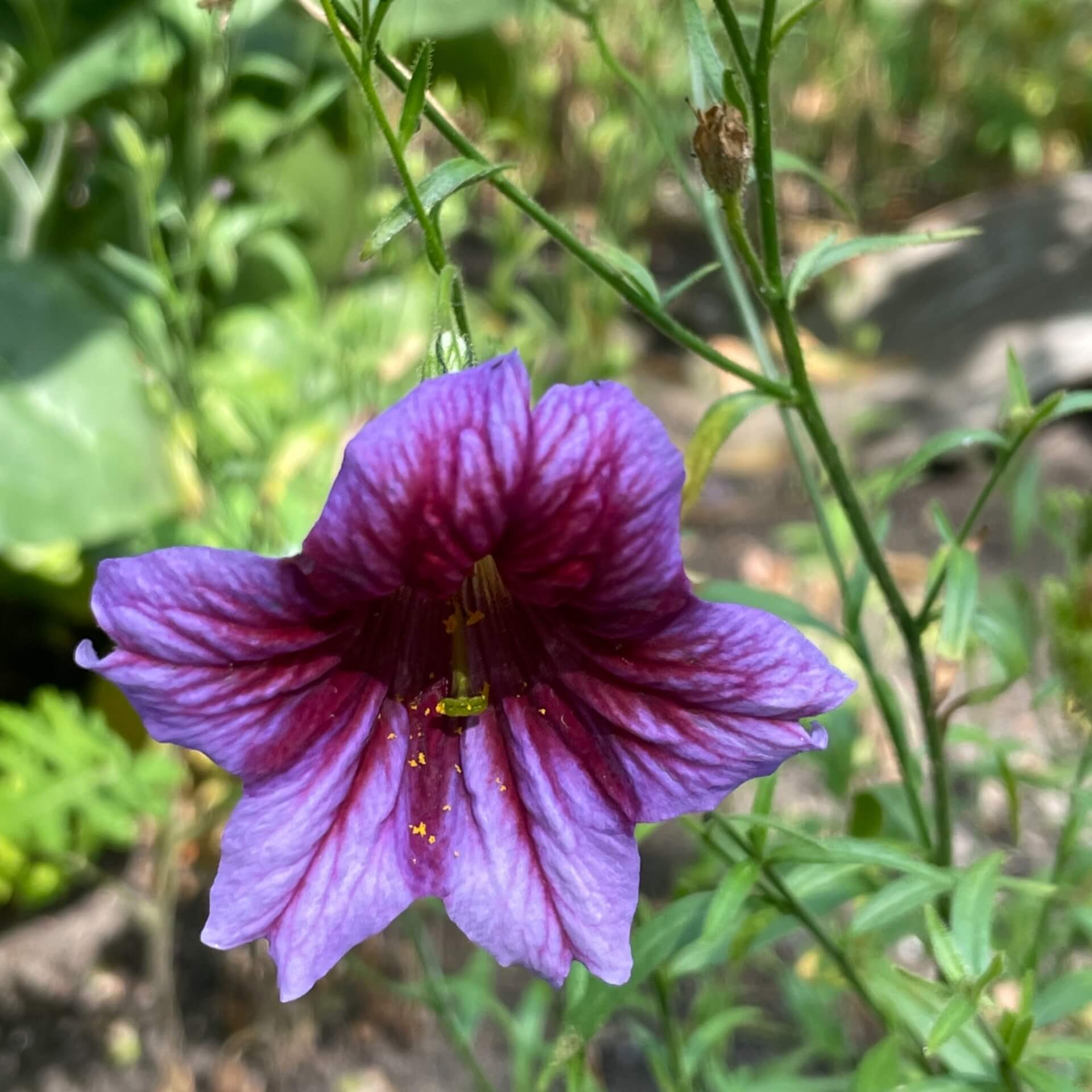 Trompetenzunge (Salpiglossis sinuata)
