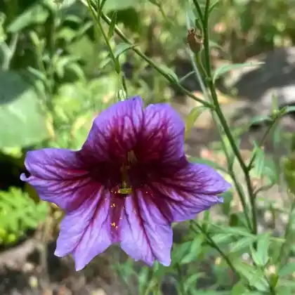 Foto von Trompetenzunge (Salpiglossis sinuata)