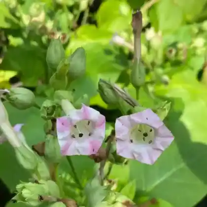 Foto von Virginischer Tabak (Nicotiana tabacum)