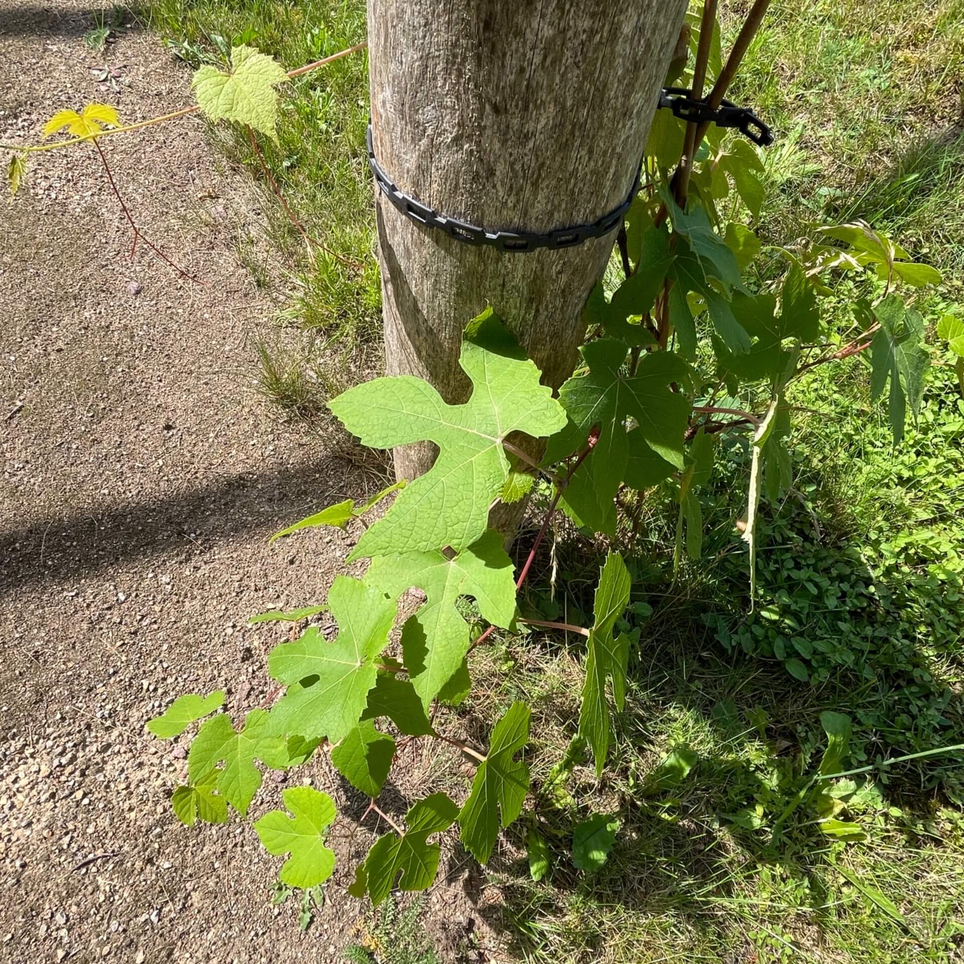 Wildrebe Vitis labrusca (Vitis labrusca)