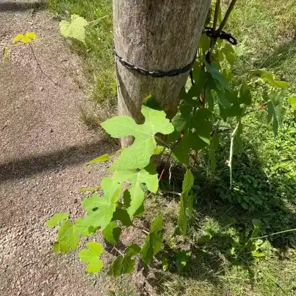 Foto von Wildrebe Vitis labrusca (Vitis labrusca)