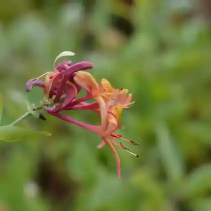 Foto von Feuer-Geißblatt (Lonicera x heckrottii 'Goldflame')
