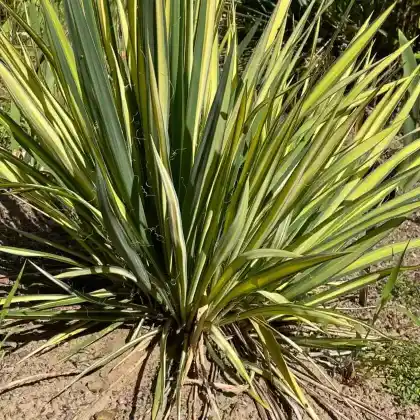 Foto von Palmlilie 'Garland Gold' (Yucca filamentosa 'Garland Gold')