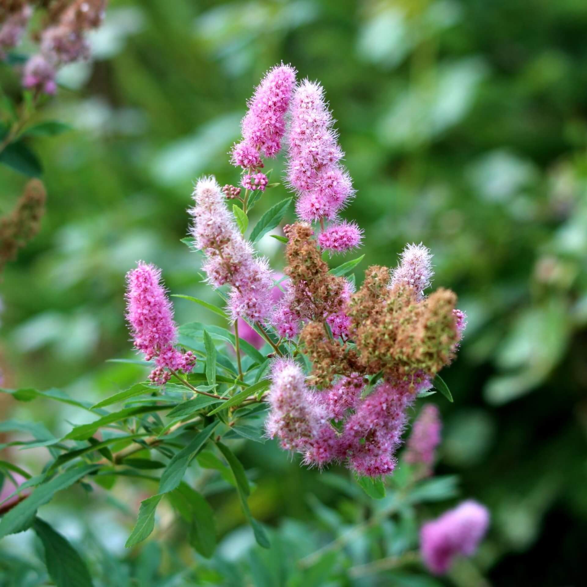 Kolbenspiere 'Triumphans' (Spiraea x billardii 'Triumphans')