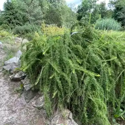 Foto von Kriech-Lärche (Larix decidua 'Repens')
