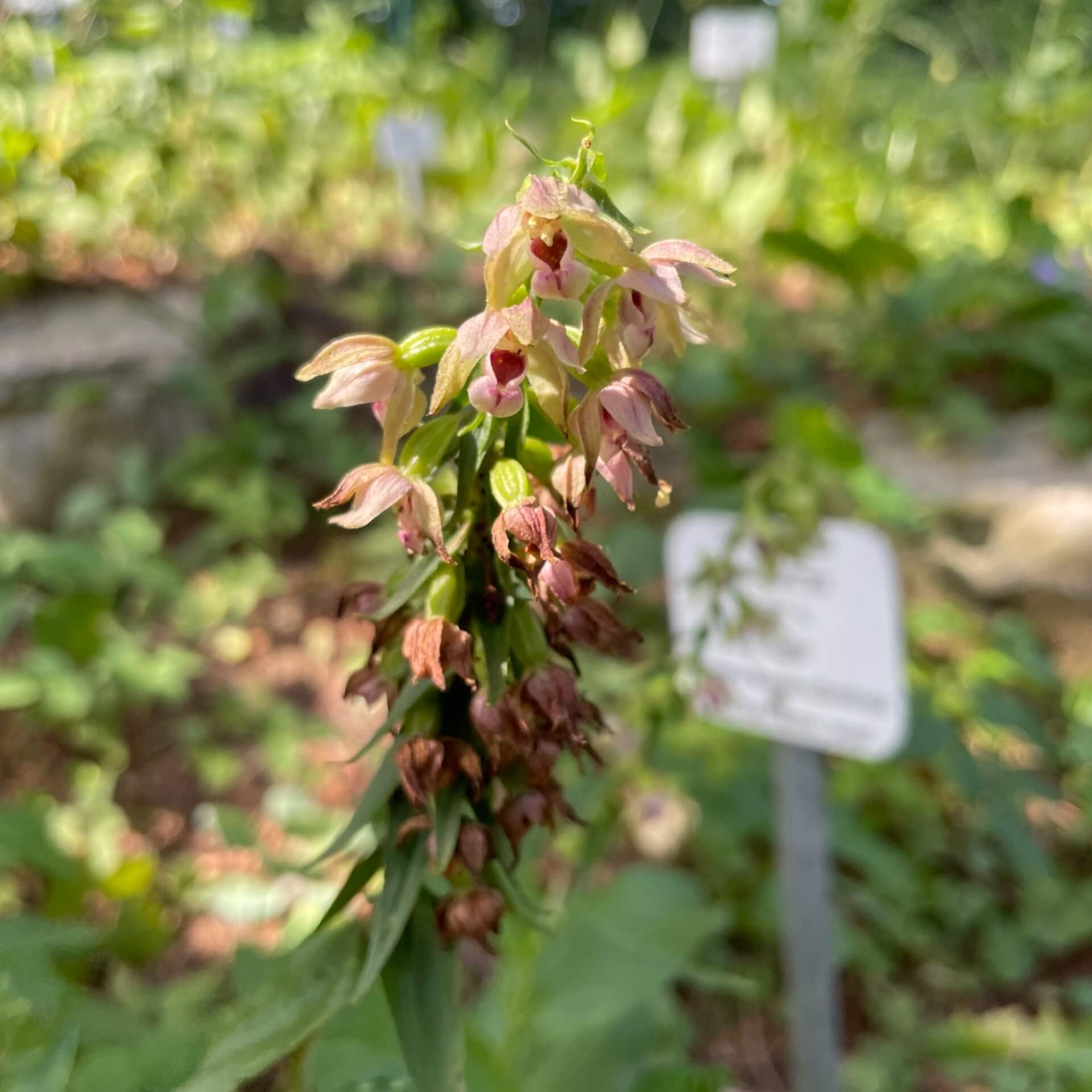 Breitblättrige Stendelwurz (Epipactis helleborine)