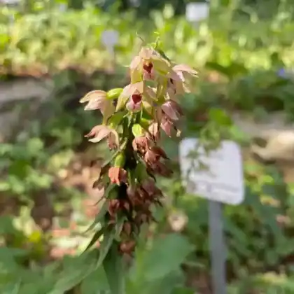 Foto von Breitblättrige Stendelwurz (Epipactis helleborine)