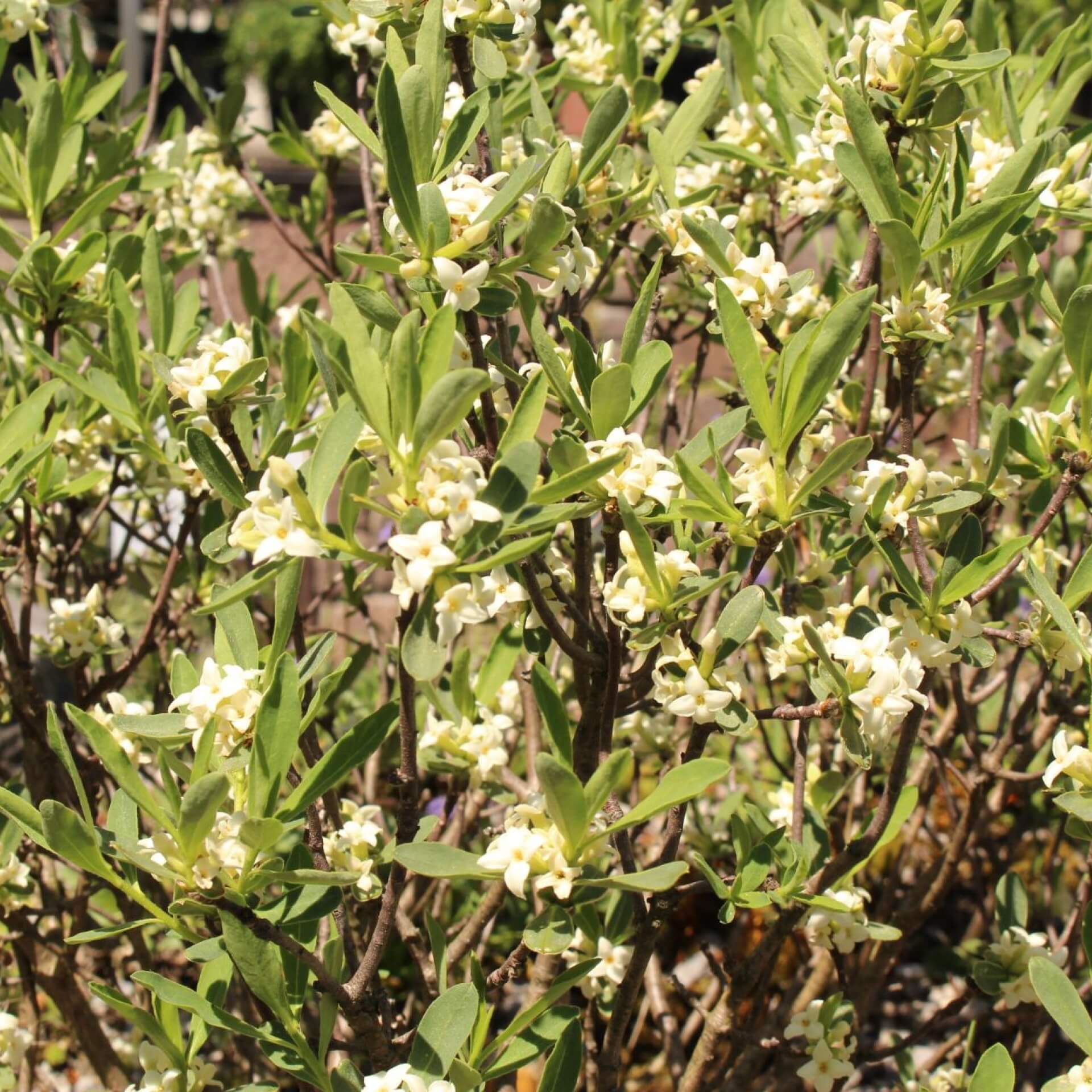 Alpen-Seidelbast (Daphne alpina)