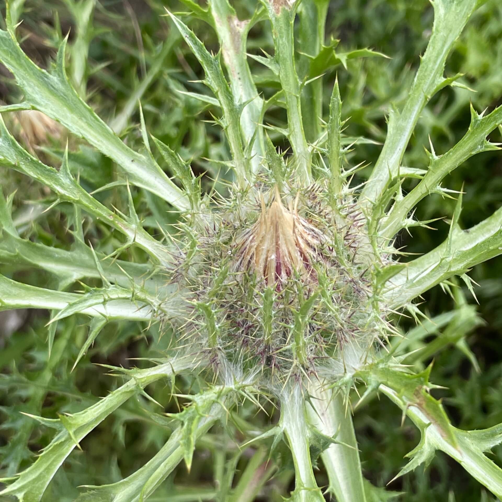 Stängel Silberdistel (Carlina acaulis subsp. simplex)