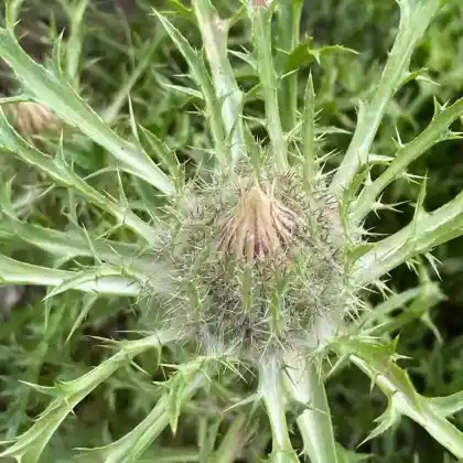 Foto von Stängel Silberdistel (Carlina acaulis subsp. simplex)