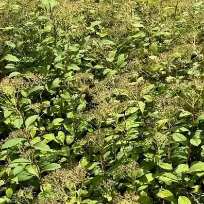 Foto von  (Spiraea lancifolia)
