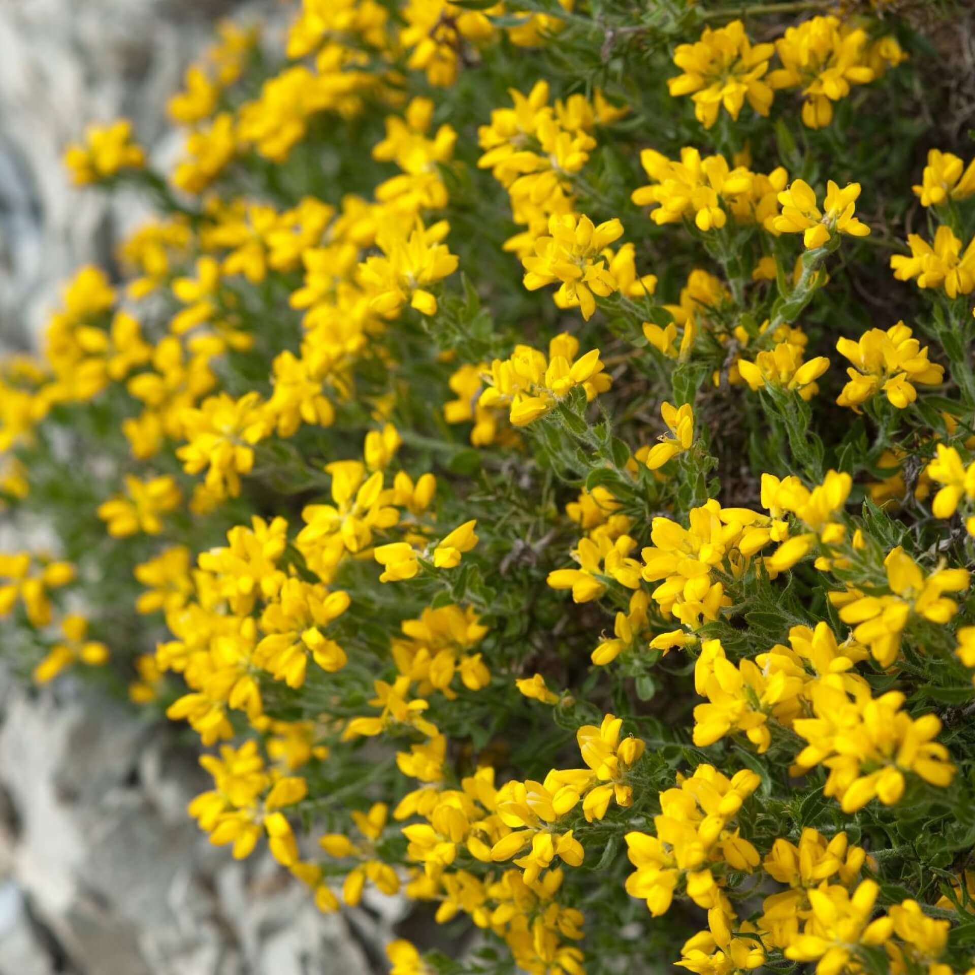 Spanischer Ginster  (Genista hispanica)