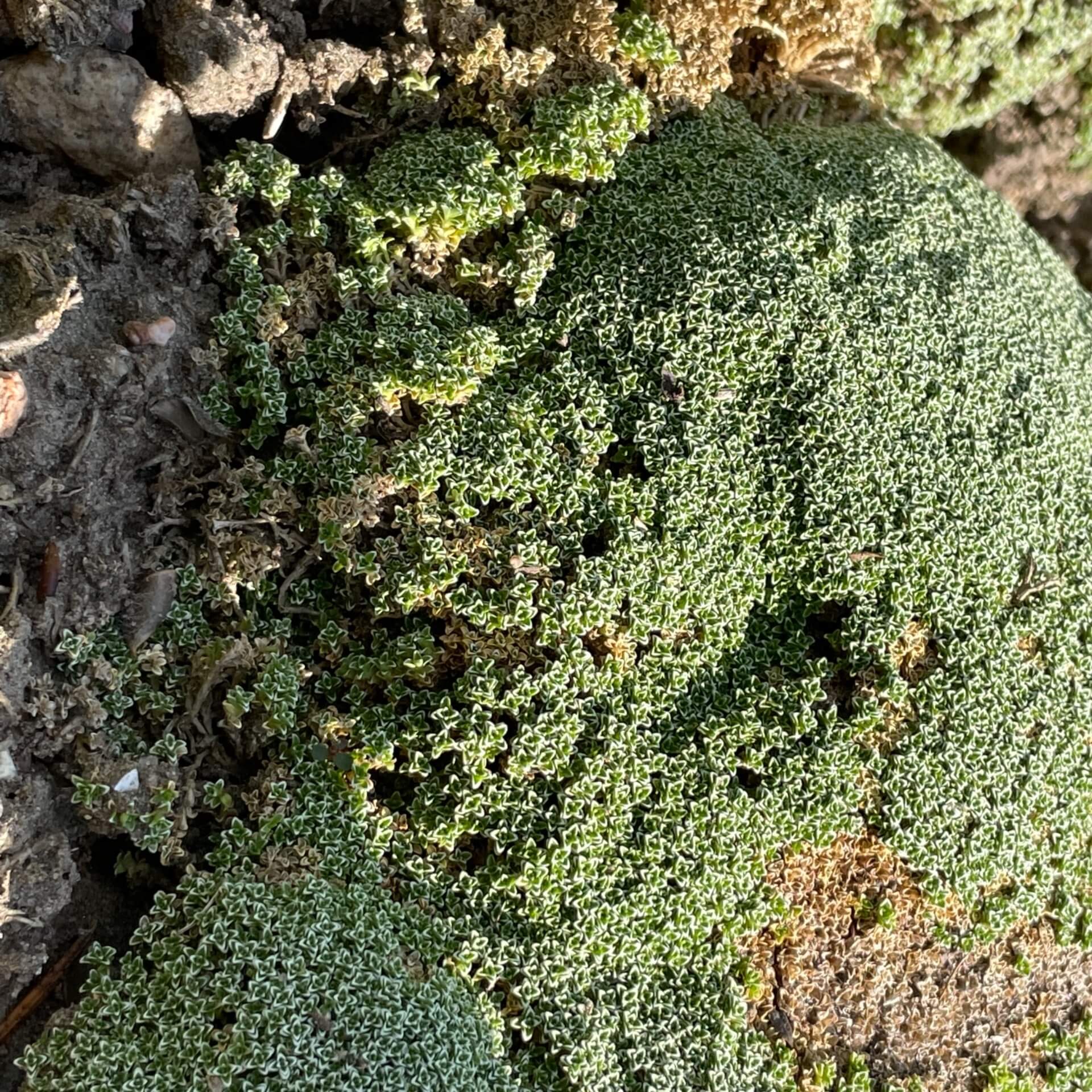 Alfacar-Sandkraut (Arenaria alfacariensis)