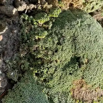 Foto von Alfacar-Sandkraut (Arenaria alfacariensis)