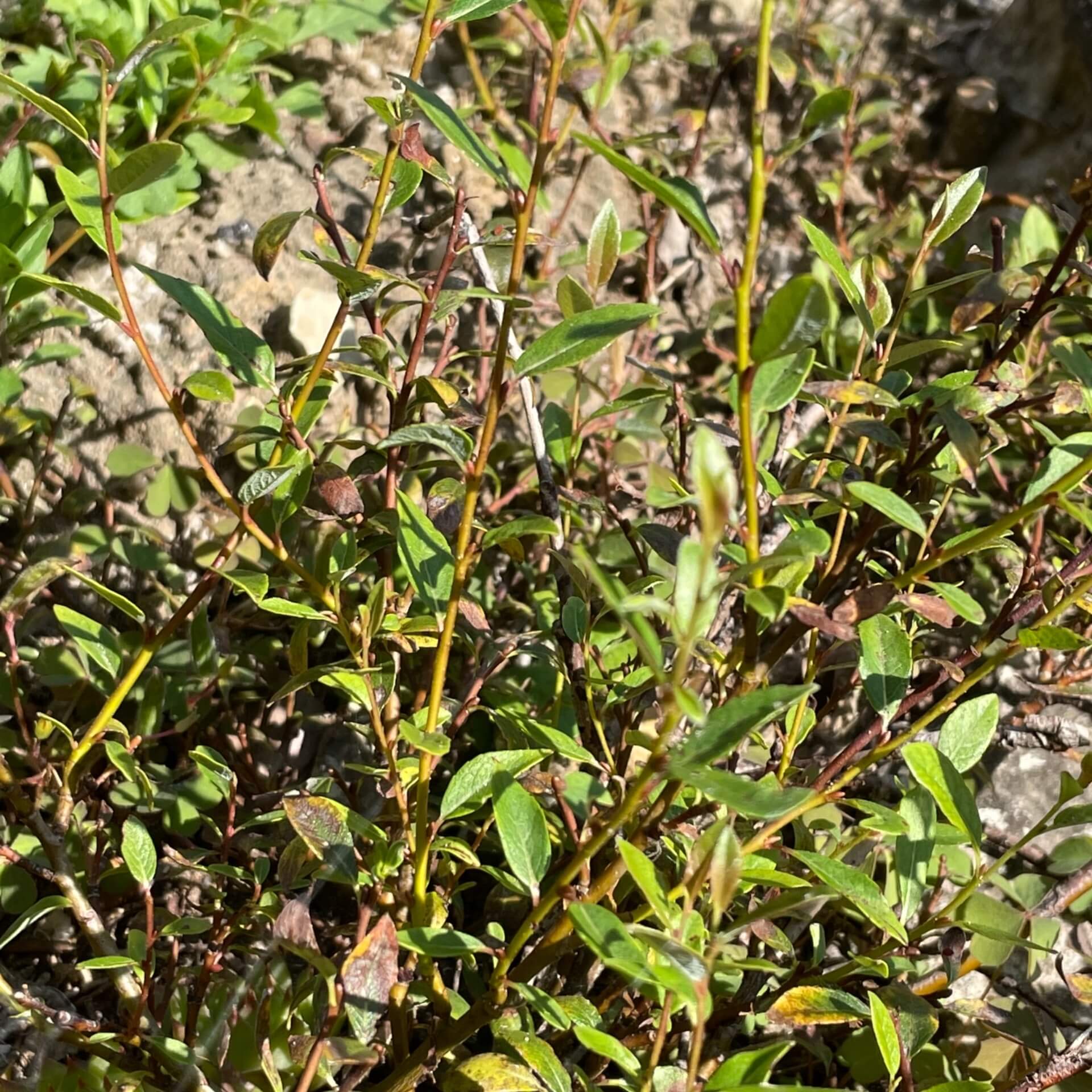 Nordische Bäumchenweide (Salix arbuscula)