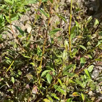Foto von Nordische Bäumchenweide (Salix arbuscula)