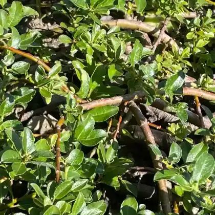 Foto von Teppichweide (Salix simulatrix)