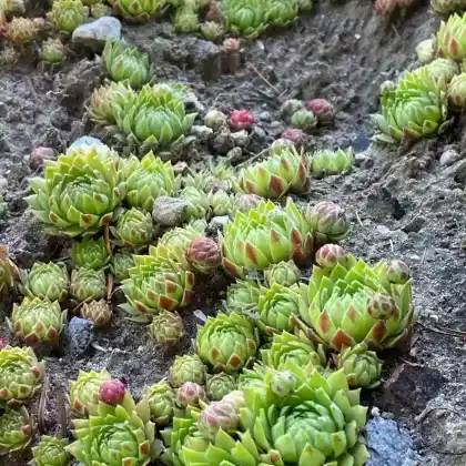 Foto von Kurzhaarige Kugel-Fransenhauswurz  (Jovibarba globifera subsp. hirta)