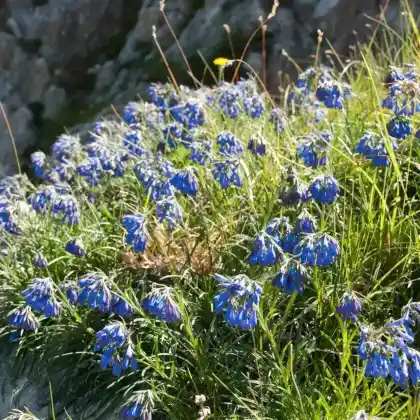 Foto von Moltkie (Moltkia suffruticosa)