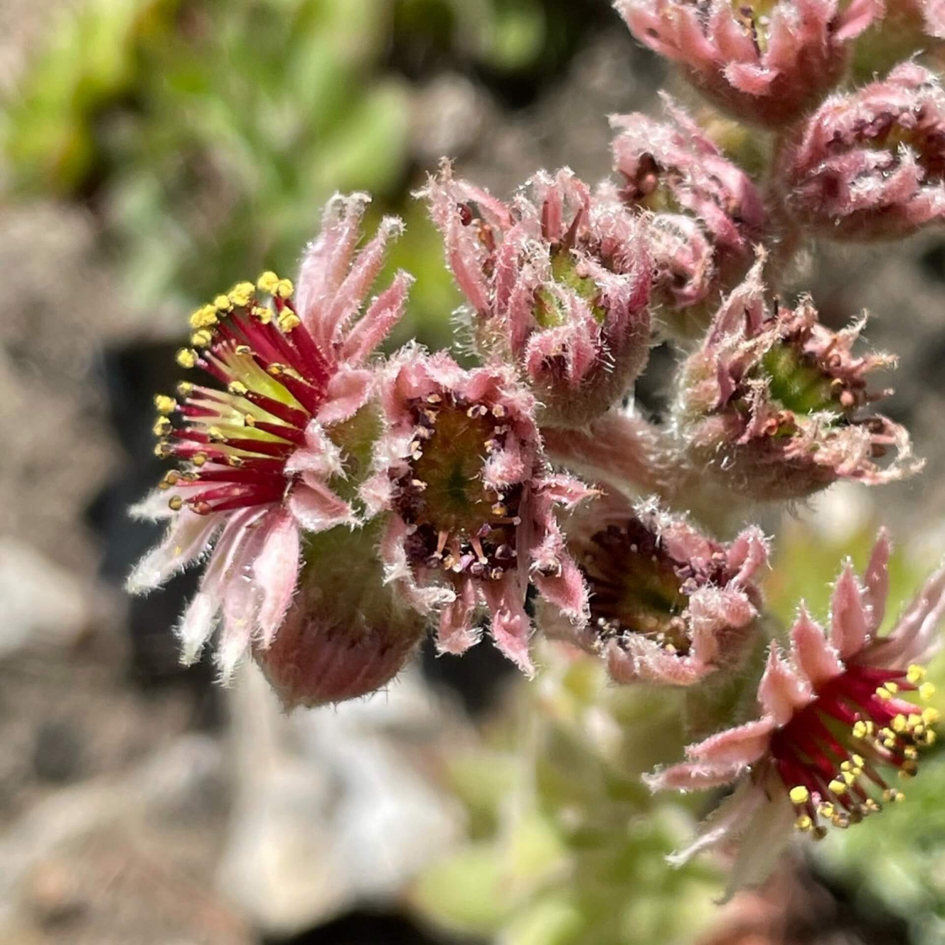 Alpen-Dach-Hauswurz (Sempervivum tectorum ssp. alpinum)