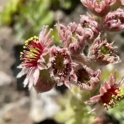 Foto von Alpen-Dach-Hauswurz (Sempervivum tectorum ssp. alpinum)
