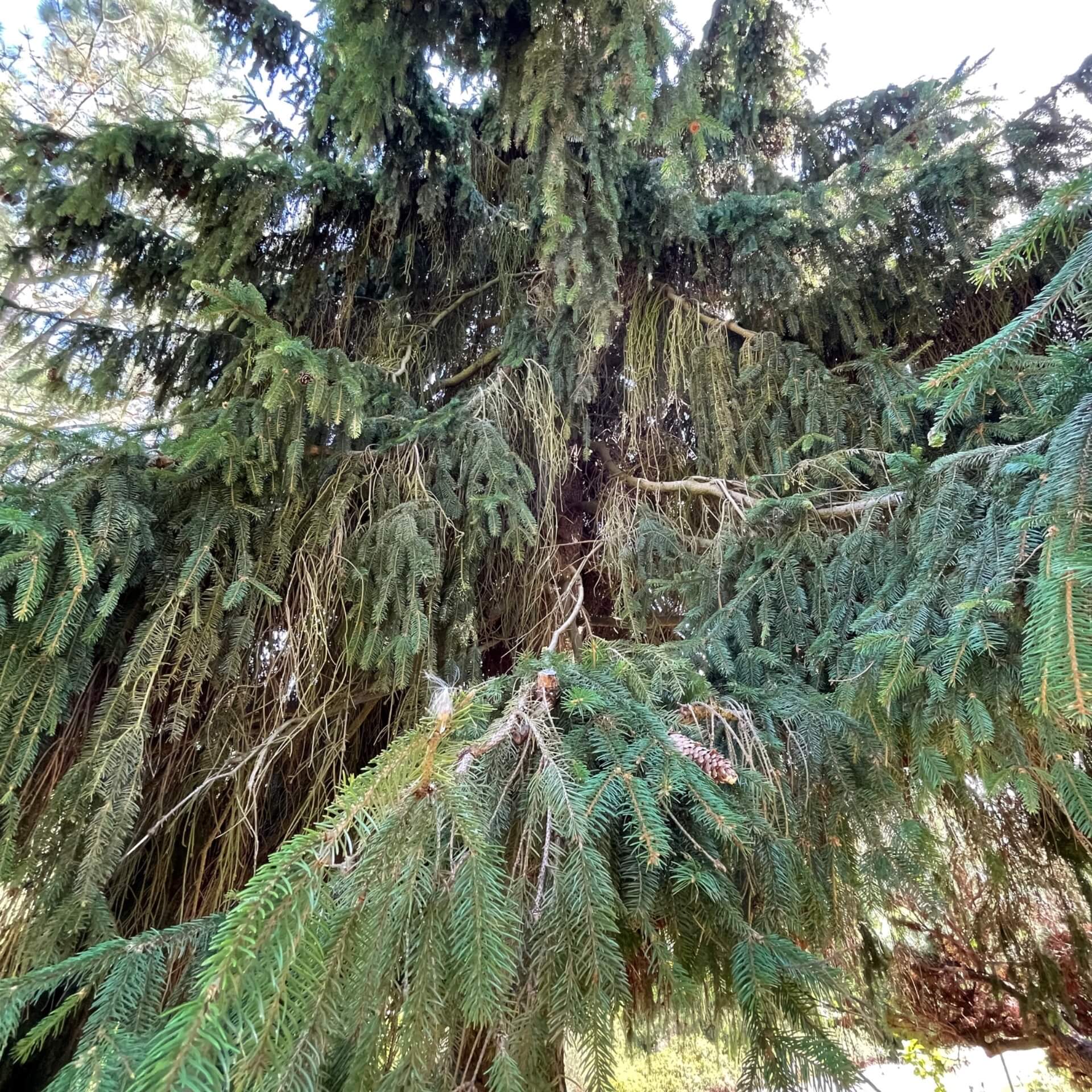 Zapfenfichte (Picea abies 'Acrocona')