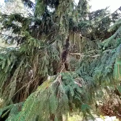 Foto von Zapfenfichte (Picea abies 'Acrocona')
