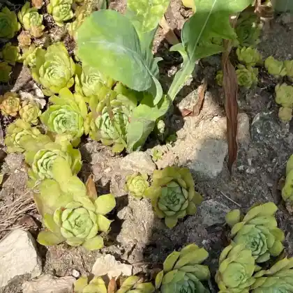 Foto von Wulfen-Hauswurz (Sempervivum wulfenii)