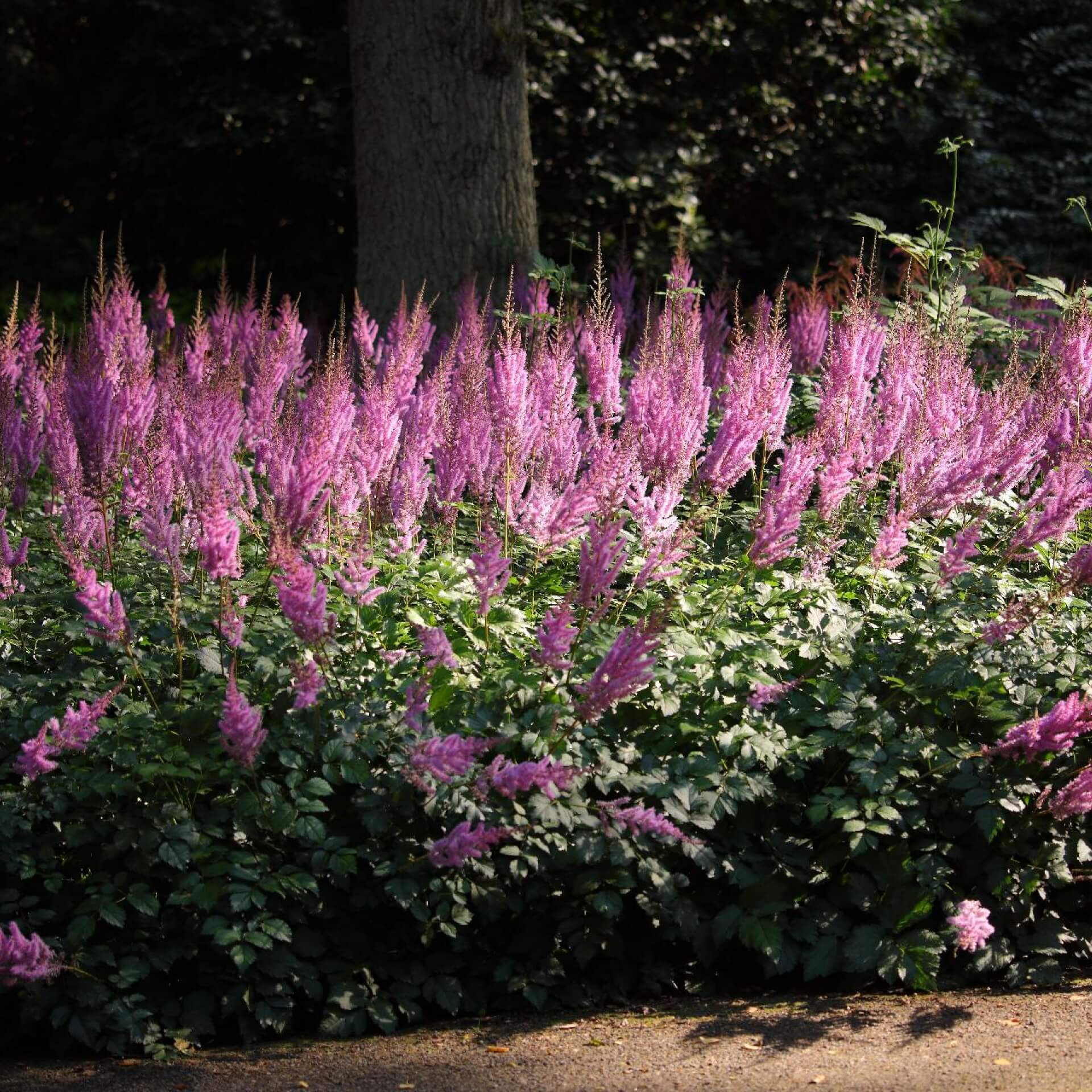 Chinesische Prachtspiere (Astilbe chinensis)