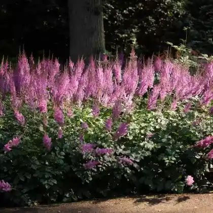 Foto von Chinesische Prachtspiere (Astilbe chinensis)