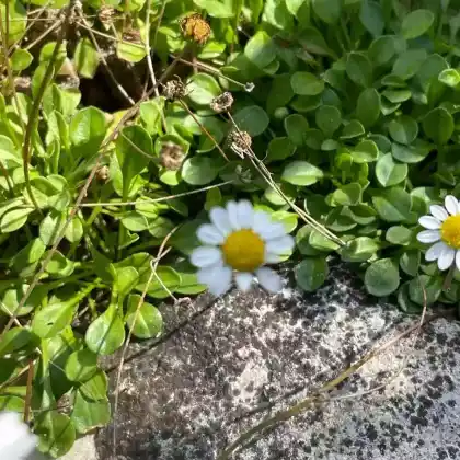 Foto von Echtes Zwerggänseblümchen (Bellium bellidioides)