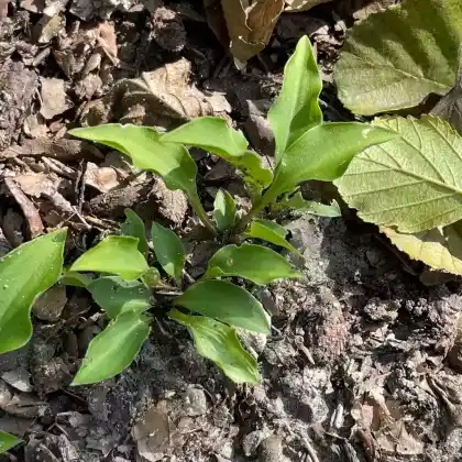 Foto von Zwergfunkie 'Minor' (Hosta lancifolia 'Minor')