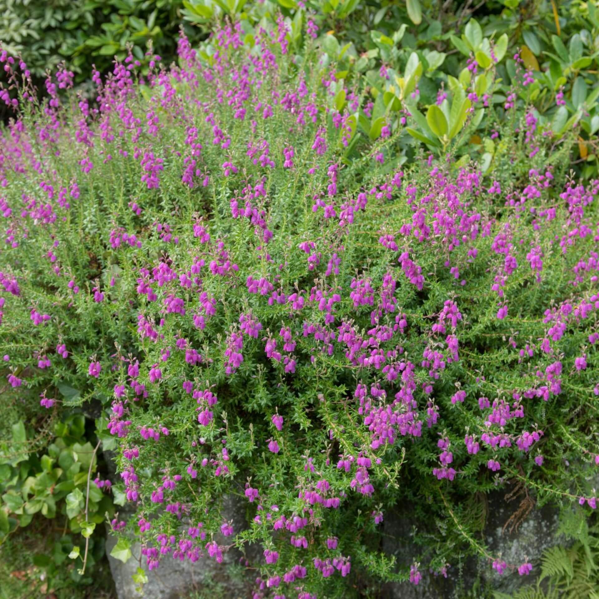 Irische Heide (Daboecia cantabrica)