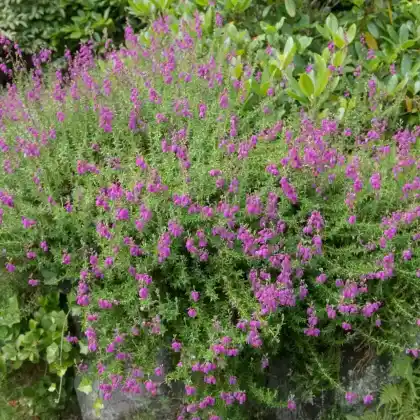 Foto von Irische Heide (Daboecia cantabrica)