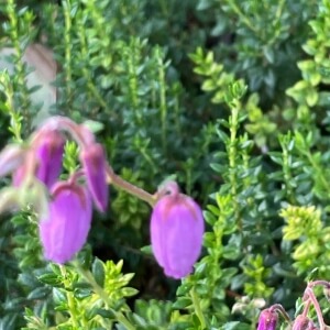 Irische Heide (Daboecia cantabrica)