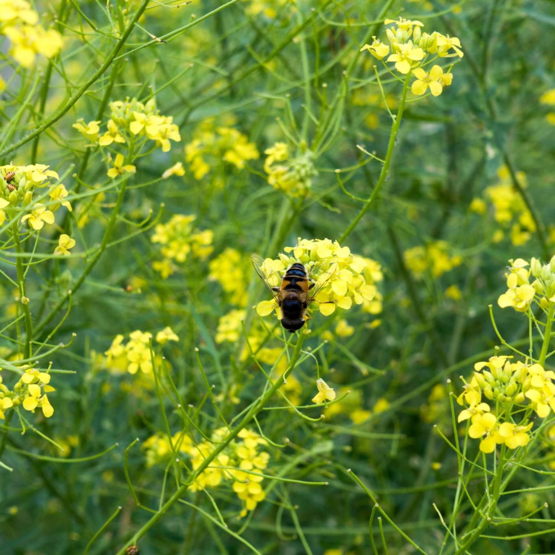 Loesels Rauke (Sisymbrium loeselii)