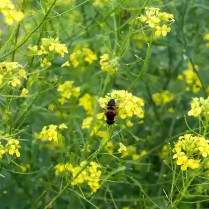 Foto von Loesels Rauke (Sisymbrium loeselii)
