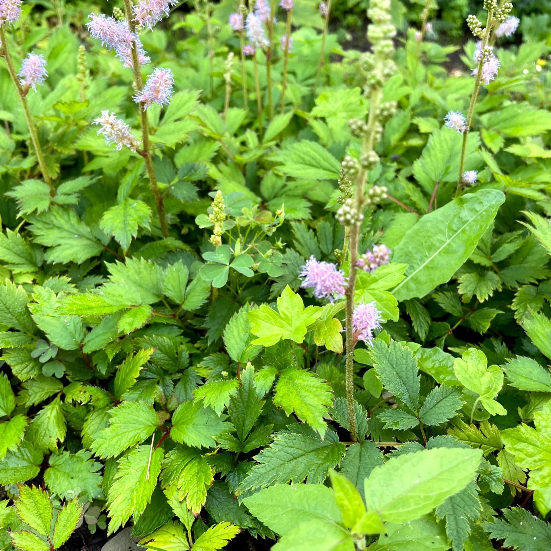 Chinesische Prachtspiere (Astilbe chinensis 'Christian')