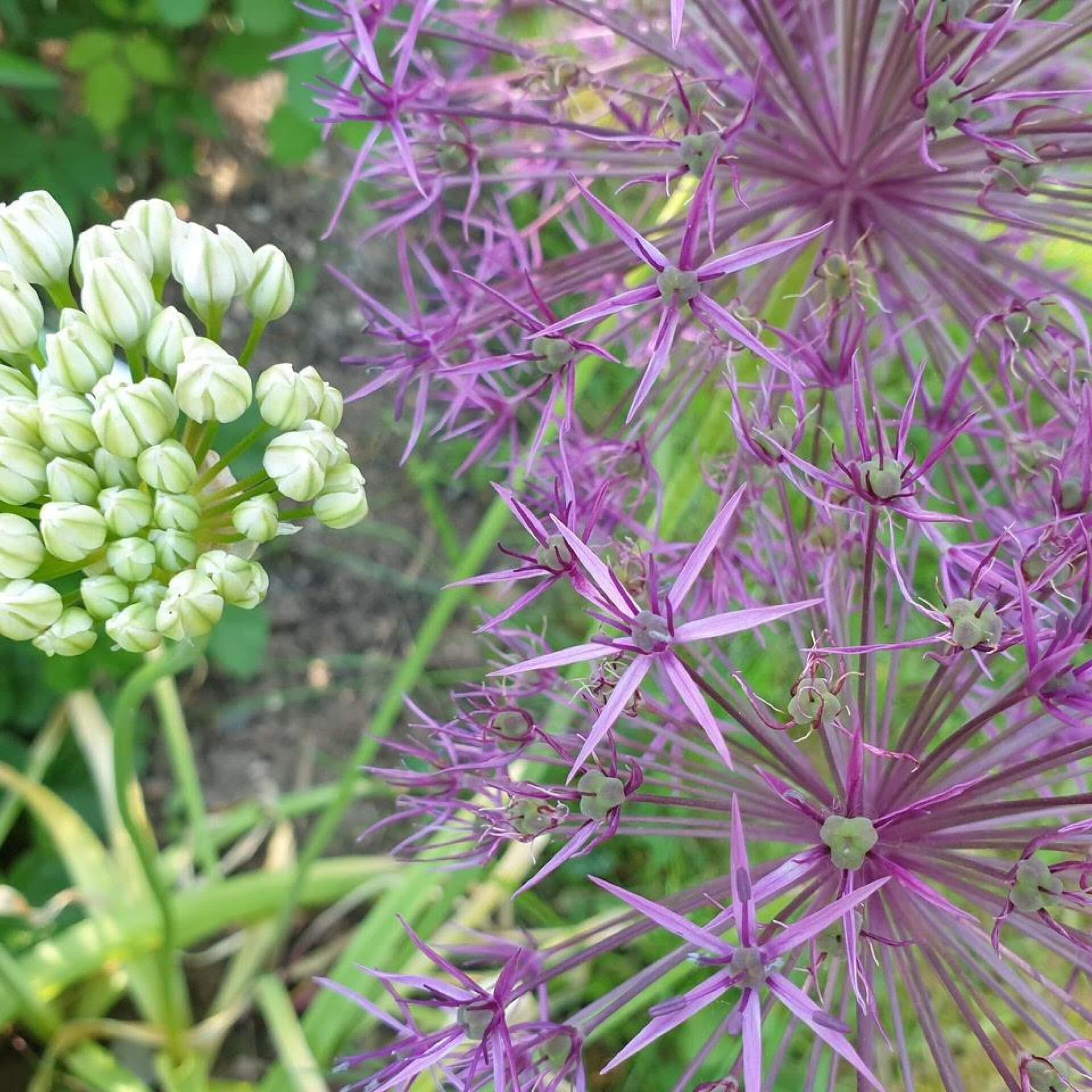 Purpur-Kugellauch (Allium aflatunense)