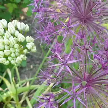 Foto von Purpur-Kugellauch (Allium aflatunense)