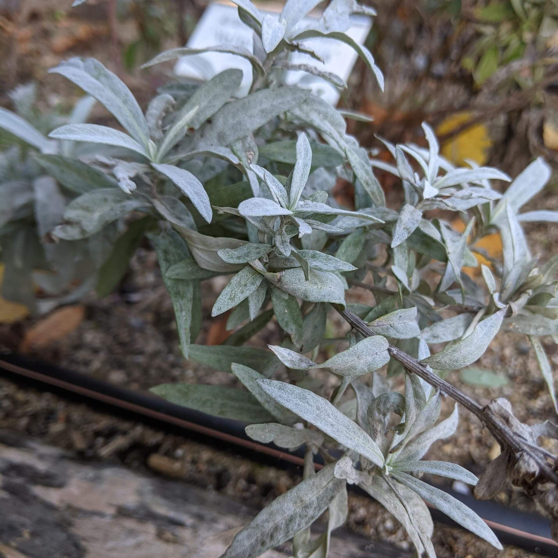 Silbriger Beifuß 'Valerie Finnis' (Artemisia ludoviciana 'Valerie Finnis')