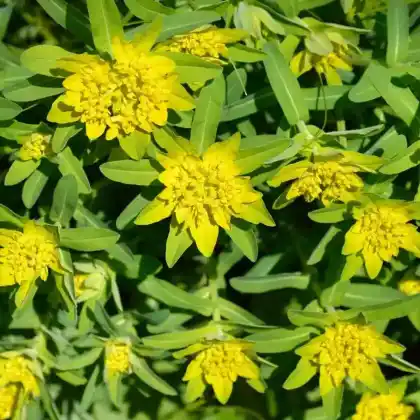 Foto von Vielfarbige Wolfsmilch (Euphorbia epithymoides)