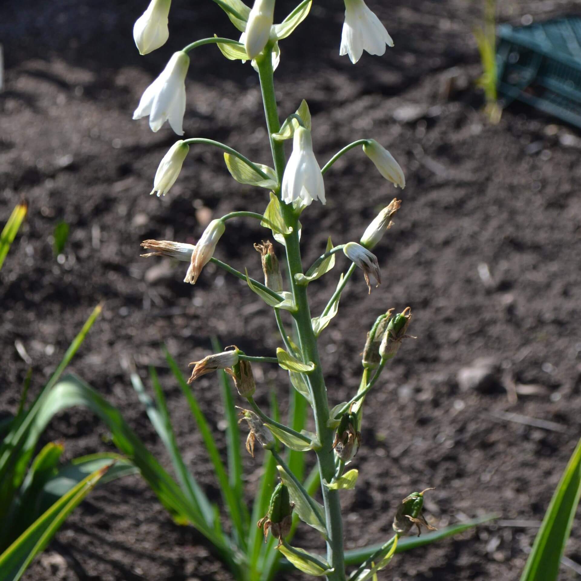 Sommer-Hyazinthe (Galtonia candicans)